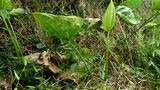 Echinodorus floribundus (Seub.) Seub.