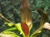 Echinodorus Rubra Variegata