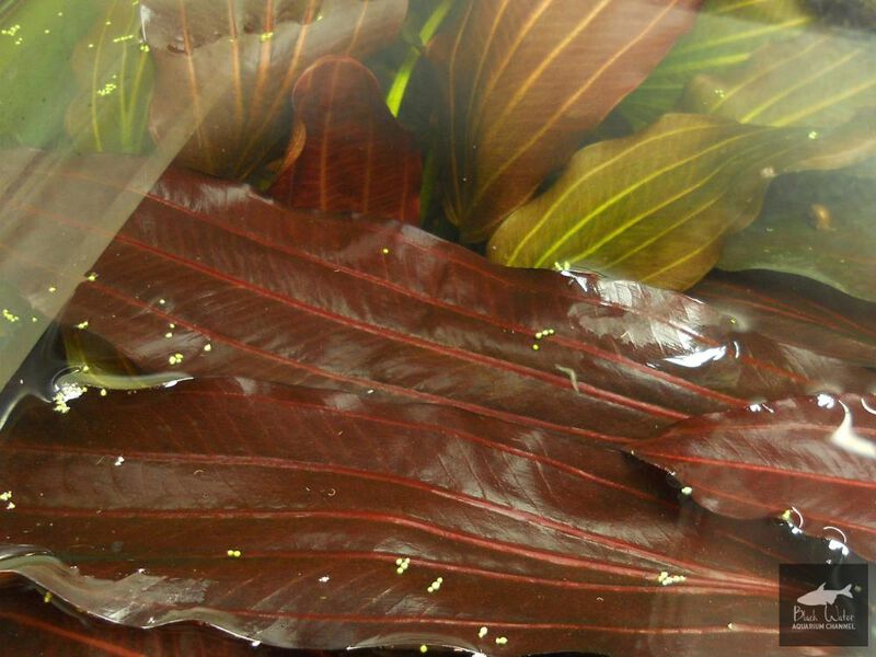 File:TSK2.jpg