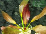 Echinodorus Roter Oktober