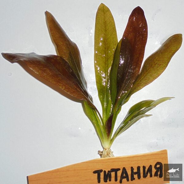 File:Titania3.jpg