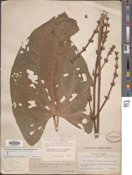 File:Bracteatus Micheli7.jpg