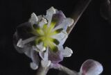 Burnatia enneandra Micheli