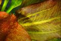 Thumbnail for version as of 09:09, 25 November 2022