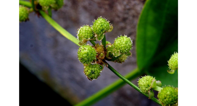 File:Subulatus var andr2.png