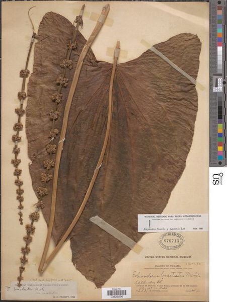 File:Bracteatus Micheli9.jpg