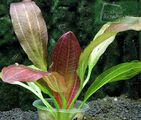 Echinodorus Isabella