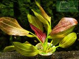Echinodorus Felix