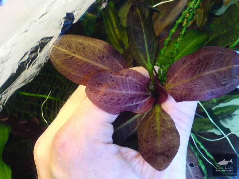 File:Black Reggae2.jpg