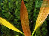 Echinodorus Europa