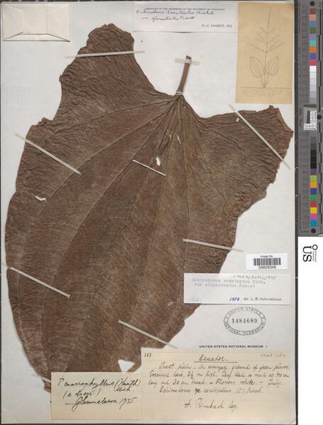 File:Bracteatus var. efenestratus Fassett4.jpg