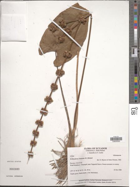 File:Bracteatus var. bracteatus2.jpg