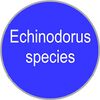 Echinodorus species