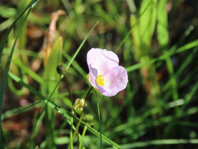 File:Baldellia repens1.jpeg