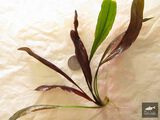 Echinodorus Brown Kid