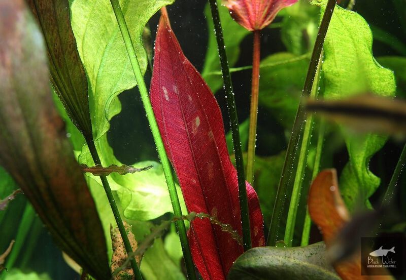 File:Aubergine 2.jpg