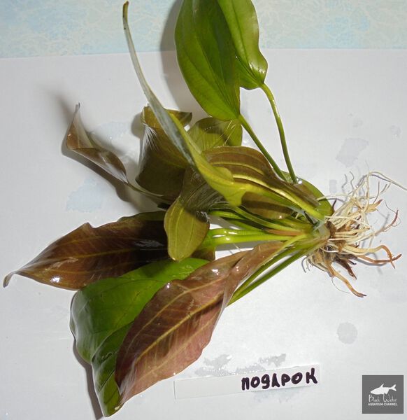 File:Gift1.jpg