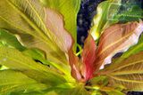 Echinodorus Solar Breadwinner
