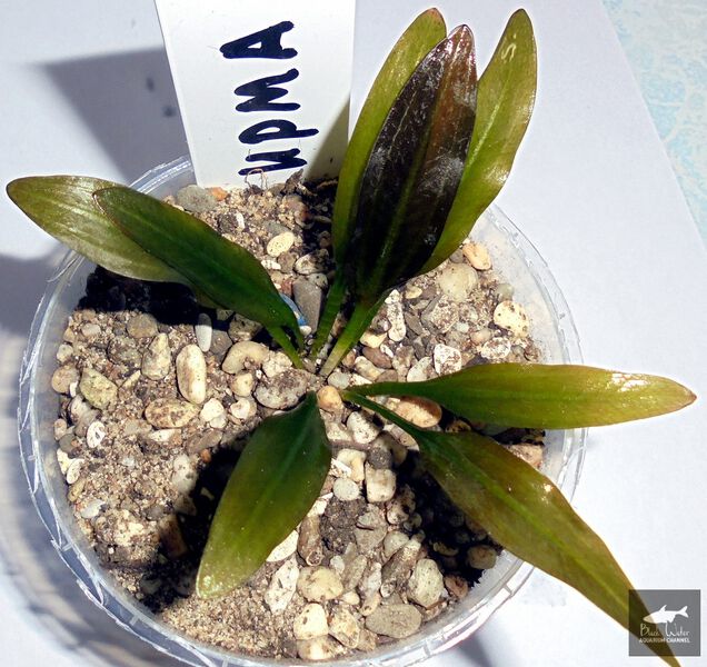File:Irma4.jpg