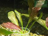 Echinodorus Ozelot rot