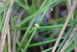 Baldellia repens ssp. cavanillesii