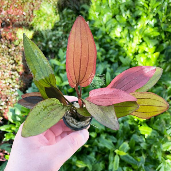 File:Pink Miracle7.jpg