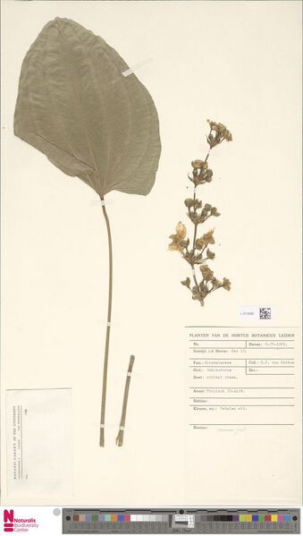File:Ridleyi Steenis.jpg