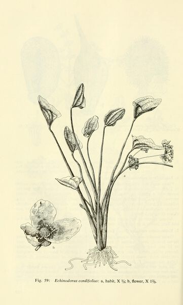 File:Cordifolius5.jpg