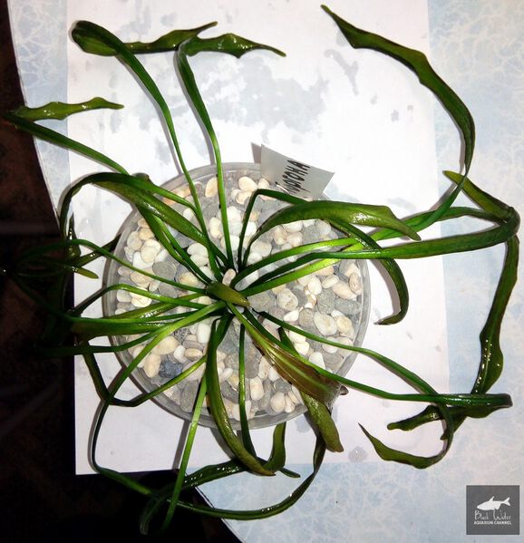 File:Gorgona3.jpg