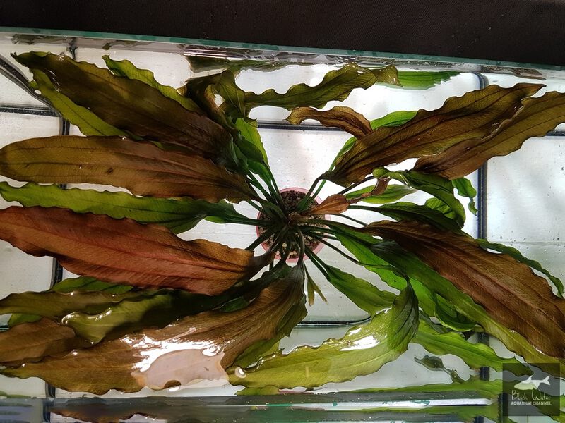 File:Aflame Sellovianus 1 2.jpg