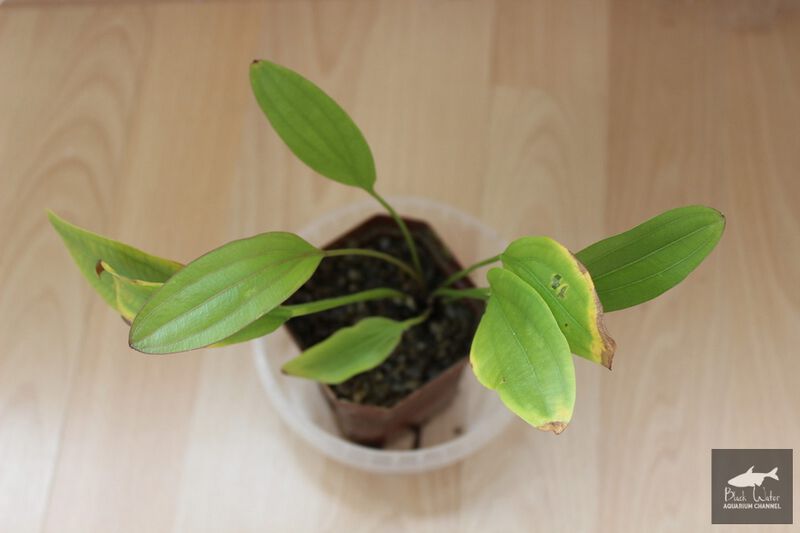 File:Aflame Sellovianus 1 3.jpg