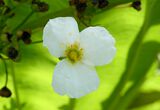 Echinodorus grandiflorus (Cham. & Schltr.) Micheli