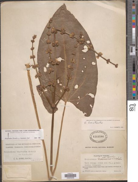 File:Bracteatus Micheli6.jpg