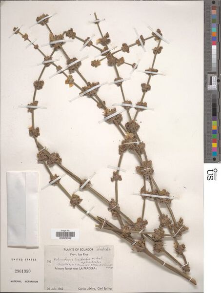 File:Bracteatus var. bracteatus4.jpg