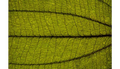 Thumbnail for version as of 10:11, 7 October 2022