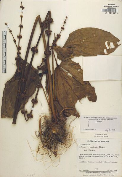 File:Bracteatus var. bracteatus.jpg
