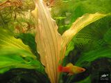 Echinodorus Bright Flame