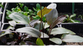 Thumbnail for version as of 10:11, 7 October 2022