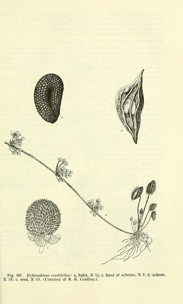 File:Cordifolius6.jpg