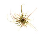 Helanthium tenellum Red