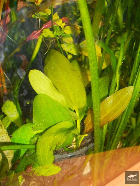 File:Sellowianus 2.jpg