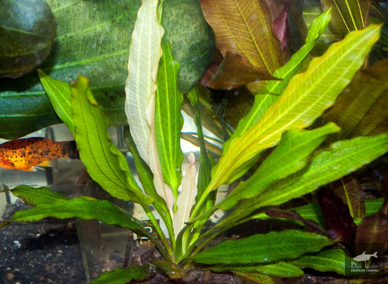 File:Ludin2.jpg