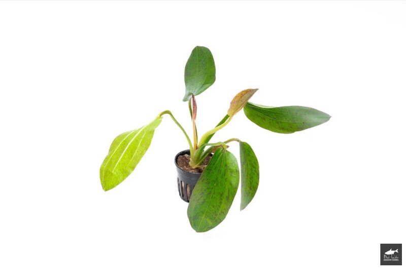 File:Bima3.jpg