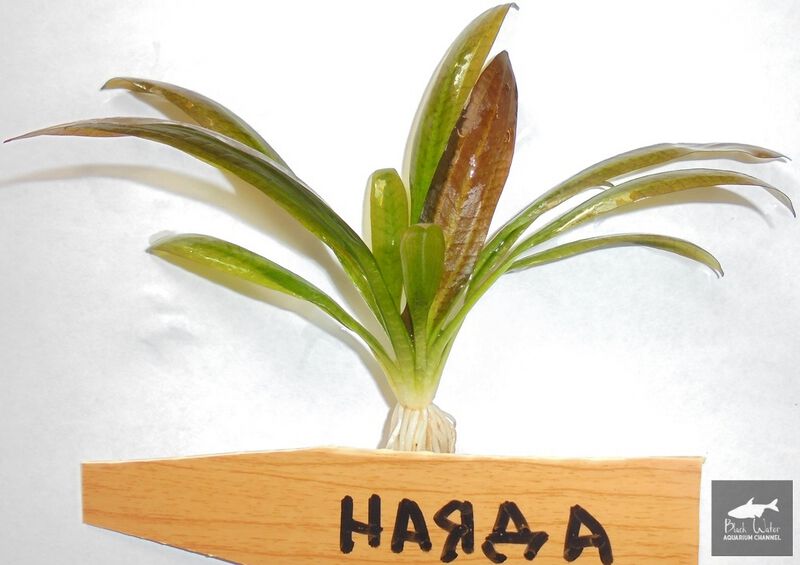 File:Nayada1.jpg