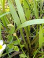 Baldellia ranunculoides