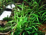 Helanthium Tenellum Broad Leaf