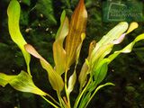 Echinodorus Poseidon