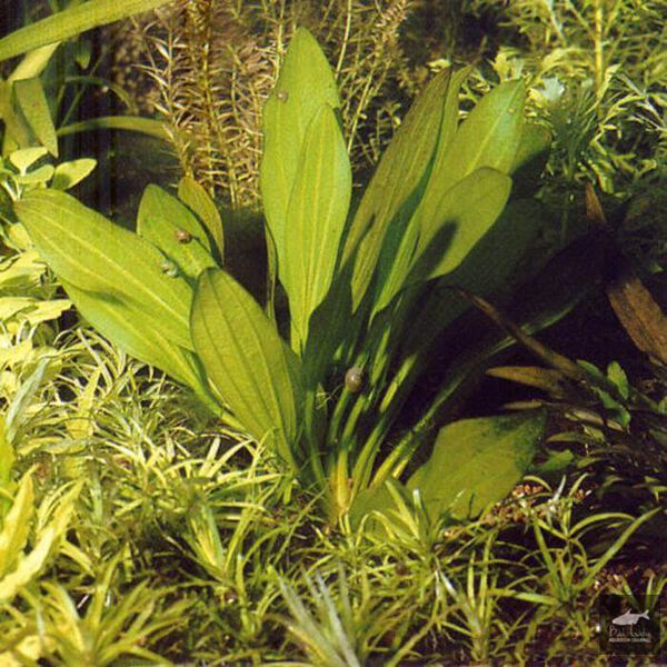 File:Subulatus red 1.jpg