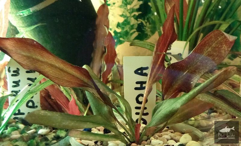 File:Yunona1.jpg