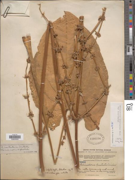 File:Bracteatus var. bracteatus7.jpg